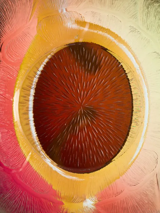 Paloceras lens detail — sunburst texture in amber and pink